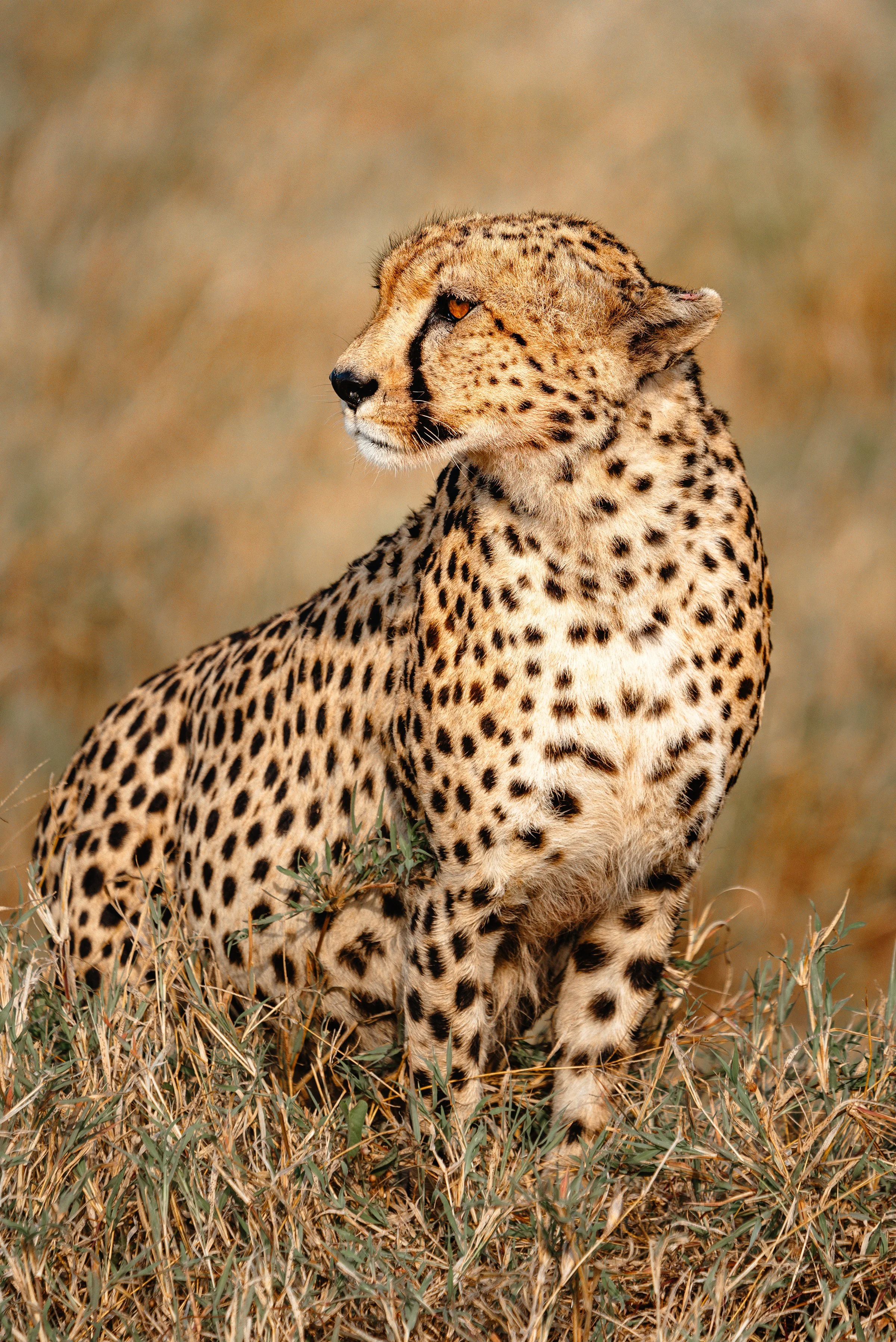 156+resized.jpg?format=1000w